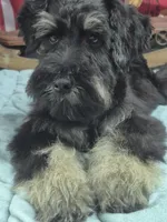 Sterling boy, a male Miniature Schnauzer for sale in Mount Carmel, TN – Photo 3 of 5