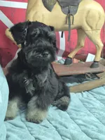 Sterling boy, a male Miniature Schnauzer for sale in Mount Carmel, TN – Photo 5 of 5