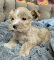 Red Garnet parti Girl , a female Miniature Schnauzer for sale in Mount Carmel, TN – 2 of 6