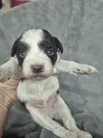 Patches , a male Miniature Schnauzer for sale in Mount Carmel, TN – 5 of 6