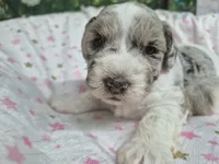 Jewel, a female Miniature Schnauzer for sale in Mount Carmel, TN – 3 of 4
