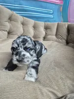 Blue Merle boy, a male Miniature Schnauzer for sale in Mount Carmel, TN – 4 of 5