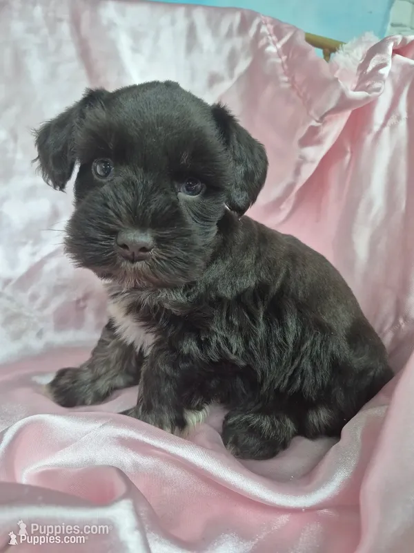 Truffle one blue eye  – Miniature Schnauzer puppy for sale in Mount Carmel, TN