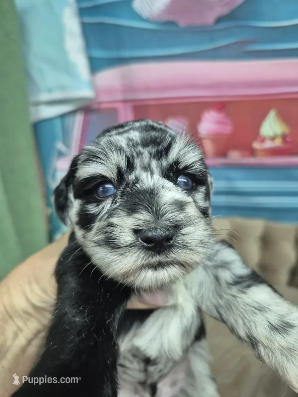 Blue Merle boy – Miniature Schnauzer puppy for sale in Mount Carmel, TN