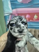 Blue Merle boy, a male Miniature Schnauzer for sale in Mount Carmel, TN – 1 of 5