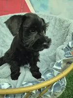 Black boy , a male Miniature Schnauzer for sale in Mount Carmel, TN – 2 of 5