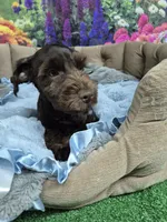 Choco, a male Miniature Schnauzer for sale in Mount Carmel, TN – 3 of 5