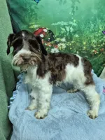 Liver parti boy, a male Miniature Schnauzer for sale in Mount Carmel, TN – 4 of 4
