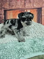 Bluey, a male Miniature Schnauzer for sale in Mount Carmel, TN – Photo 1 of 4