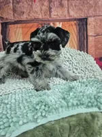 Bluey, a male Miniature Schnauzer for sale in Mount Carmel, TN – Photo 3 of 4