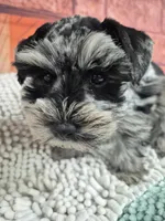 Bluey, a male Miniature Schnauzer for sale in Mount Carmel, TN – Photo 4 of 4