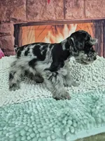 Bluey, a male Miniature Schnauzer for sale in Mount Carmel, TN – Photo 2 of 4