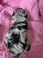 Pirate girl, a male Miniature Schnauzer for sale in Mount Carmel, TN – 3 of 4