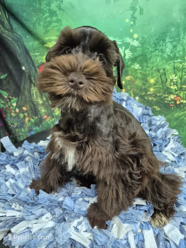 Choco boy – Miniature Schnauzer puppy for sale in Mount Carmel, TN