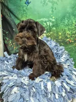 Choco boy, a male Miniature Schnauzer for sale in Mount Carmel, TN – 5 of 9