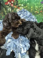 Choco boy, a male Miniature Schnauzer for sale in Mount Carmel, TN – 3 of 9