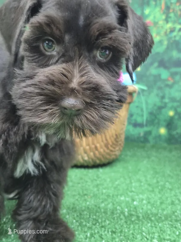 Choco boy – Miniature Schnauzer puppy for sale in Mount Carmel, TN