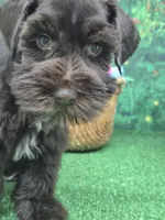 Choco boy, a male Miniature Schnauzer for sale in Mount Carmel, TN – Photo 1 of 4