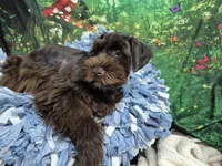 Choco boy, a male Miniature Schnauzer for sale in Mount Carmel, TN – 4 of 9