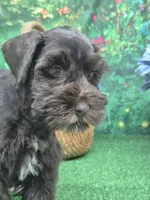 Choco boy, a male Miniature Schnauzer for sale in Mount Carmel, TN – Photo 3 of 4