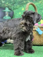 Choco boy, a male Miniature Schnauzer for sale in Mount Carmel, TN – Photo 2 of 4