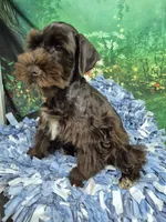 Choco boy, a male Miniature Schnauzer for sale in Mount Carmel, TN – 2 of 9
