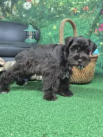 Choco boy, a male Miniature Schnauzer for sale in Mount Carmel, TN – Photo 4 of 4