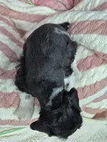 B/W parti girl, a female Miniature Schnauzer for sale in Mount Carmel, TN – Photo 3 of 5