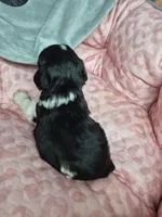 B/W parti girl, a female Miniature Schnauzer for sale in Mount Carmel, TN – Photo 4 of 5