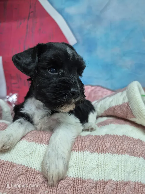 B/W parti girl – Miniature Schnauzer puppy for sale in Mount Carmel, TN