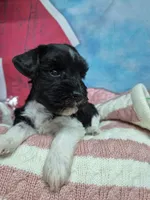 B/W parti girl, a female Miniature Schnauzer for sale in Mount Carmel, TN – Photo 1 of 5