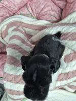 B/W parti girl, a female Miniature Schnauzer for sale in Mount Carmel, TN – Photo 4 of 5
