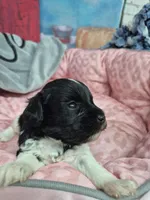 B/W parti girl, a female Miniature Schnauzer for sale in Mount Carmel, TN – Photo 2 of 5