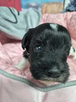 B/W parti girl, a female Miniature Schnauzer for sale in Mount Carmel, TN – Photo 5 of 5