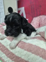 B/W parti girl, a female Miniature Schnauzer for sale in Mount Carmel, TN – Photo 5 of 5