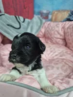 B/W parti girl, a female Miniature Schnauzer for sale in Mount Carmel, TN – Photo 3 of 5