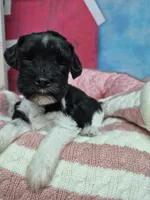 B/W parti girl, a female Miniature Schnauzer for sale in Mount Carmel, TN – Photo 2 of 5