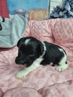 B/W parti girl, a female Miniature Schnauzer for sale in Mount Carmel, TN – Photo 1 of 5