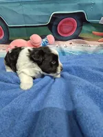 Black and White parti , a male Miniature Schnauzer for sale in Mount Carmel, TN – 4 of 5