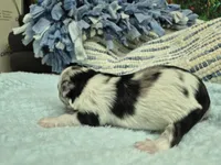 Patches Merle, a male Miniature Schnauzer for sale in Mount Carmel, TN – Photo 7 of 7