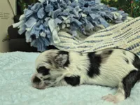 Patches Merle, a male Miniature Schnauzer for sale in Mount Carmel, TN – Photo 5 of 7