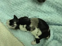 Patches Merle, a male Miniature Schnauzer for sale in Mount Carmel, TN – Photo 3 of 7