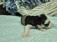 Patches Merle, a male Miniature Schnauzer for sale in Mount Carmel, TN – Photo 4 of 7