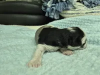 Patches Merle, a male Miniature Schnauzer for sale in Mount Carmel, TN – Photo 2 of 7