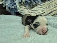 Patches Merle, a male Miniature Schnauzer for sale in Mount Carmel, TN – Photo 1 of 7