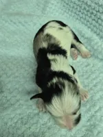 Patches Merle, a male Miniature Schnauzer for sale in Mount Carmel, TN – Photo 6 of 7