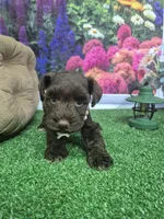 Chocolate baby girl, a female Miniature Schnauzer for sale in Mount Carmel, TN – 4 of 4