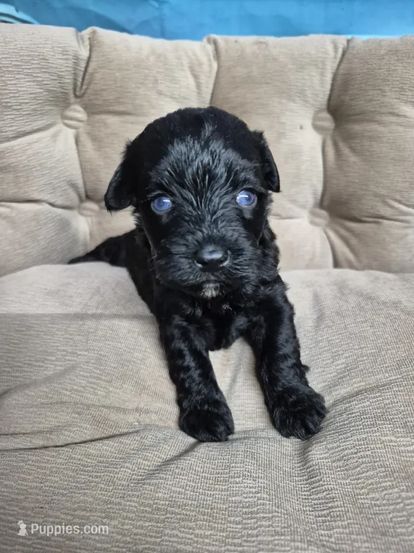 Precious blue eyes – Miniature Schnauzer puppy on hold in Mount Carmel, TN