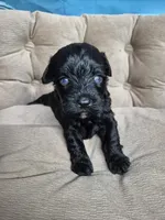 Precious blue eyes, a female Miniature Schnauzer for sale in Mount Carmel, TN – 1 of 3