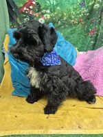Black beauty, a male Miniature Schnauzer for sale in Mount Carmel, TN – 3 of 3